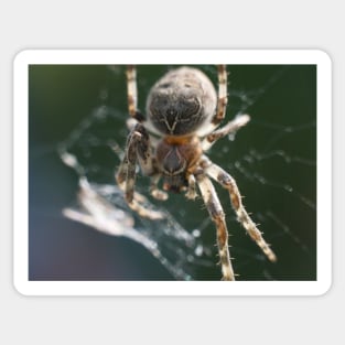 Furry Spider On The Web Sticker